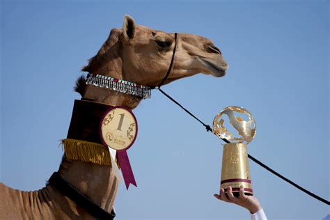 camel beauty contest winner